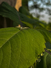 Load image into Gallery viewer, Bay Ring